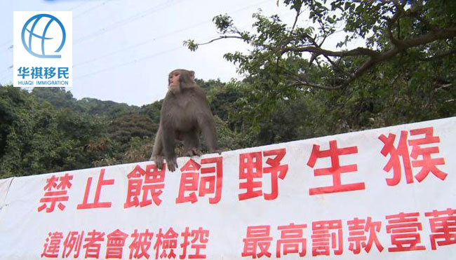 禁止喂養(yǎng)野生猴子的招牌樹立在郊區(qū)公園的入口處